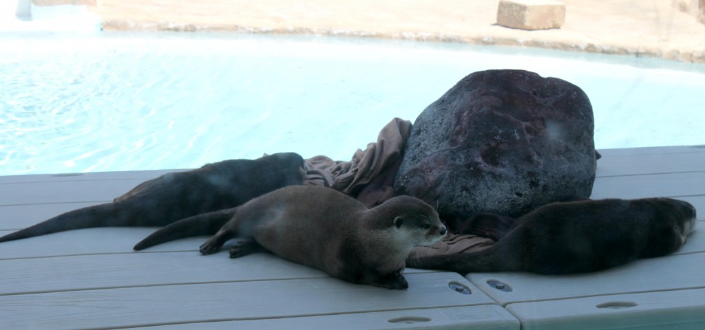 otters napping