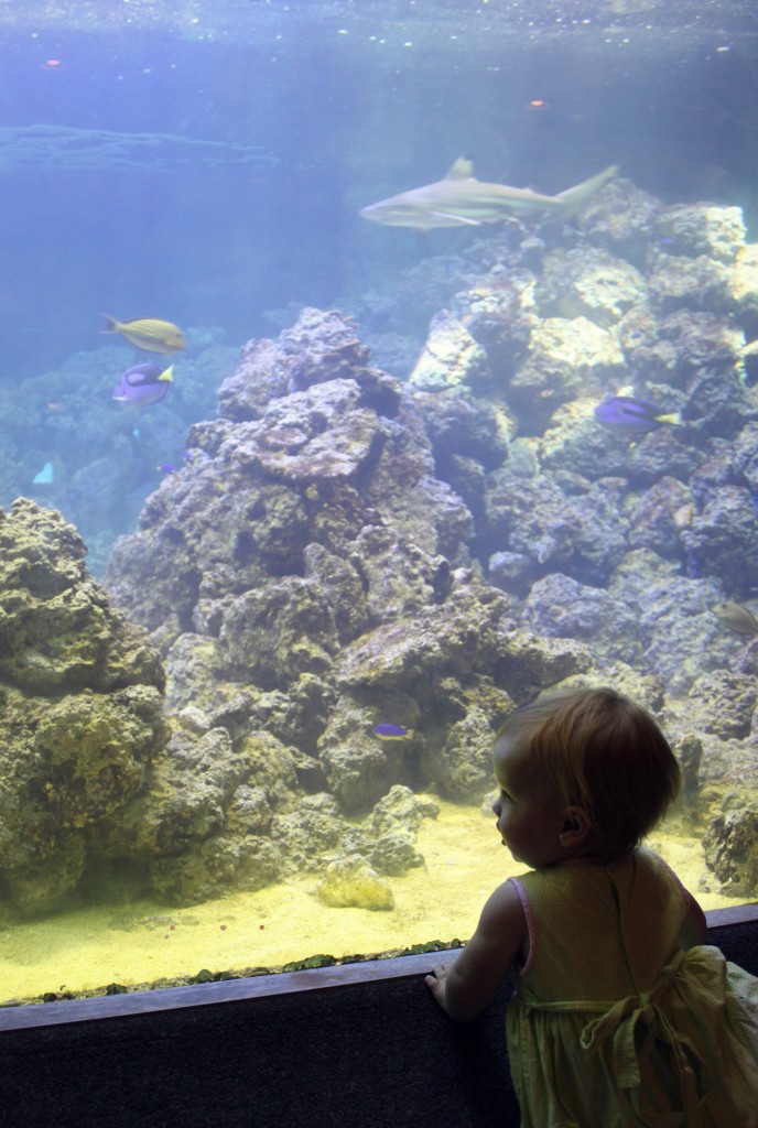 toddlers in awe of the aquarium