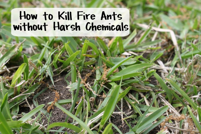 How to Kill Fire Ants without Harsh Chemicals - Natural Solutions