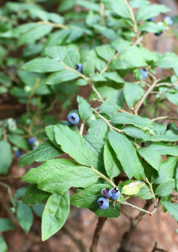 Wild Blueberries in Maine